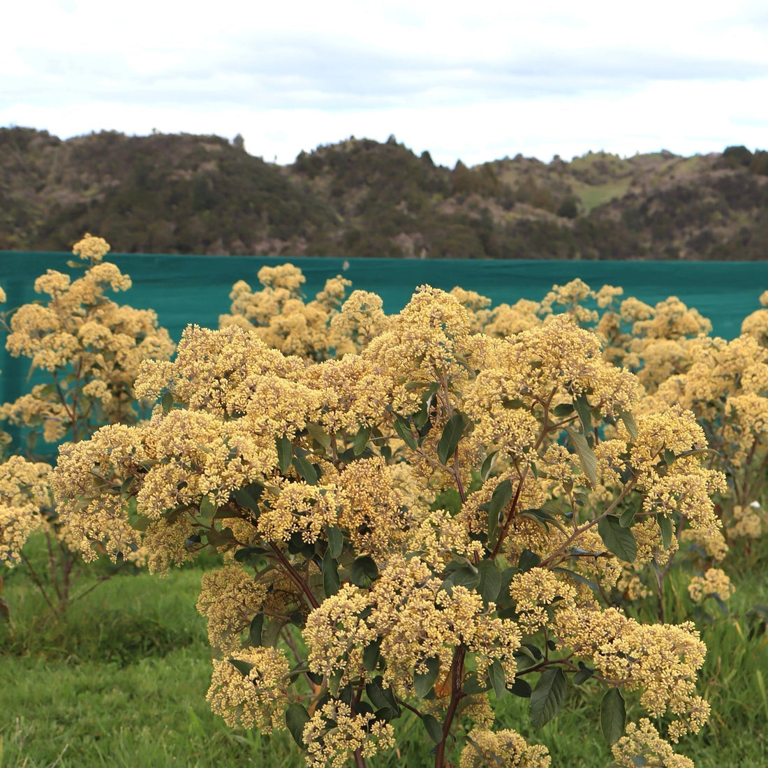 kūmarahou trees growing at Native Tree Farm in Whakatāne
