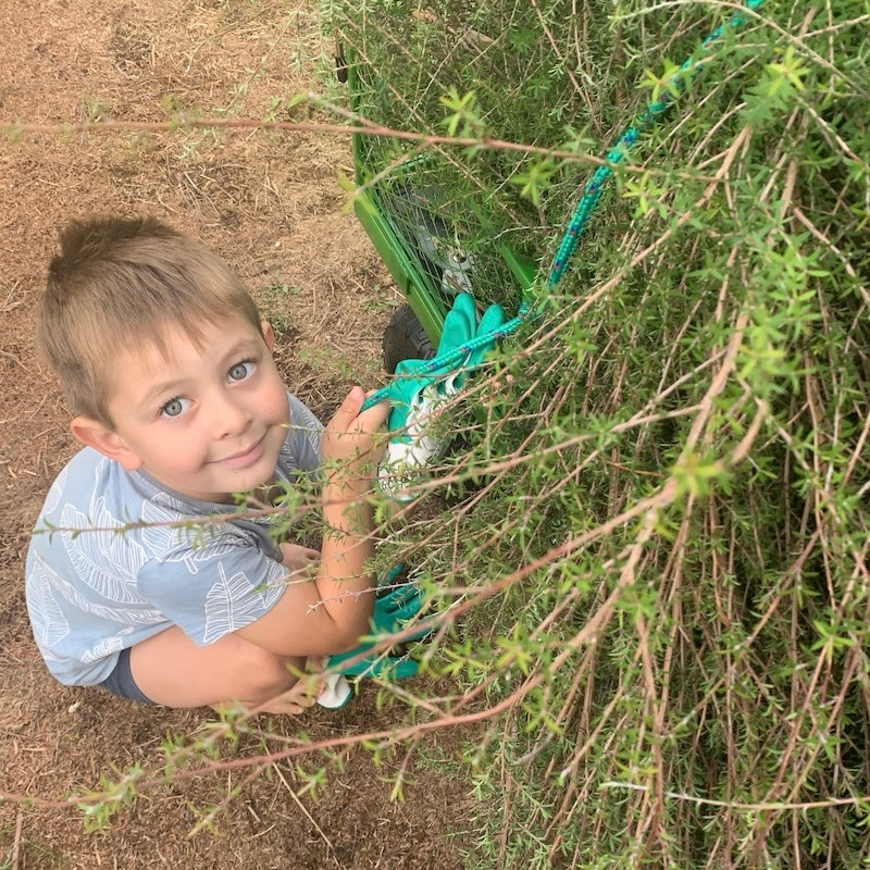 Little maori boy pulling on the ropes to fasten the manuka trees to his gardening cart.