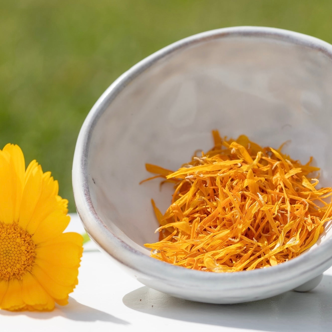 Dried yellow calendula flowers in a white bowl with a fresh yellow calendula flower beside it on a blurred green background from the Native Tree Farm in New Zealand