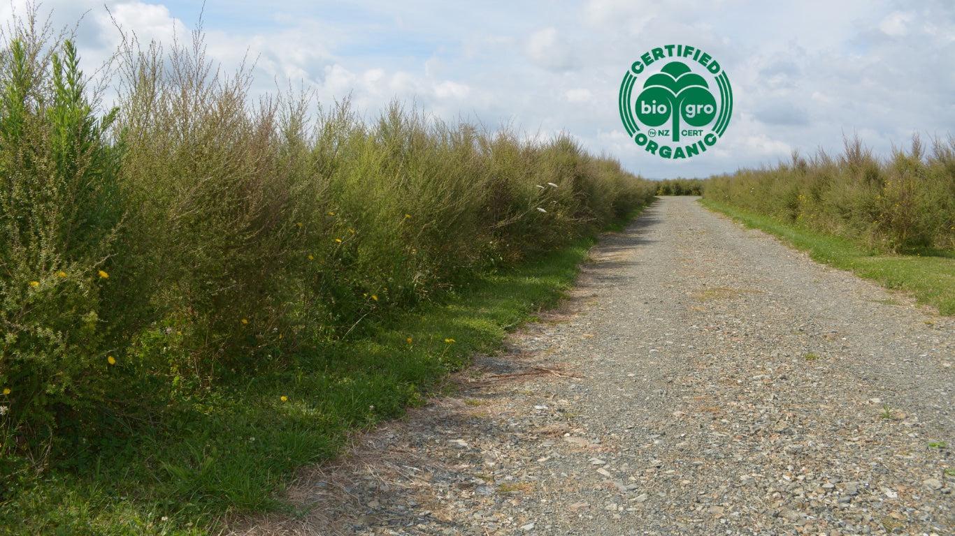 Gravel path surrounded by mānuka trees with a 'Certified Organic' logo in the top right corner.