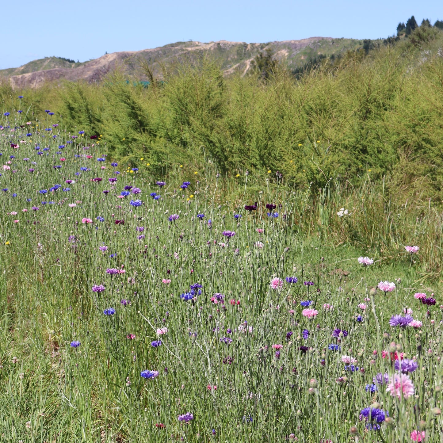 this is the row of Native Tree Farm's field of organic cornflowers growing in summer