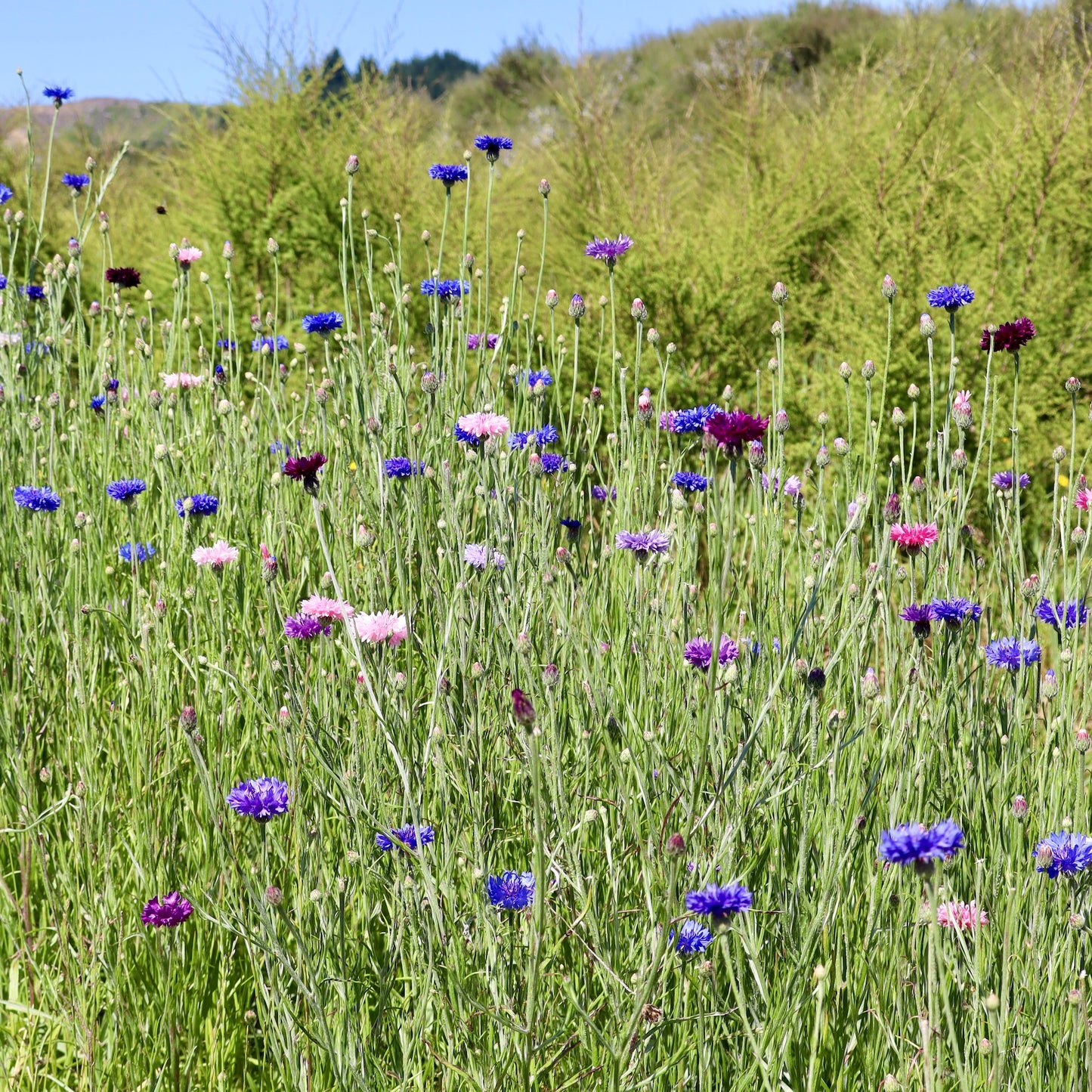 Field of cornflowers from Native Tree Farm in New Zealand with purple and pink blossoms on a green hillside.