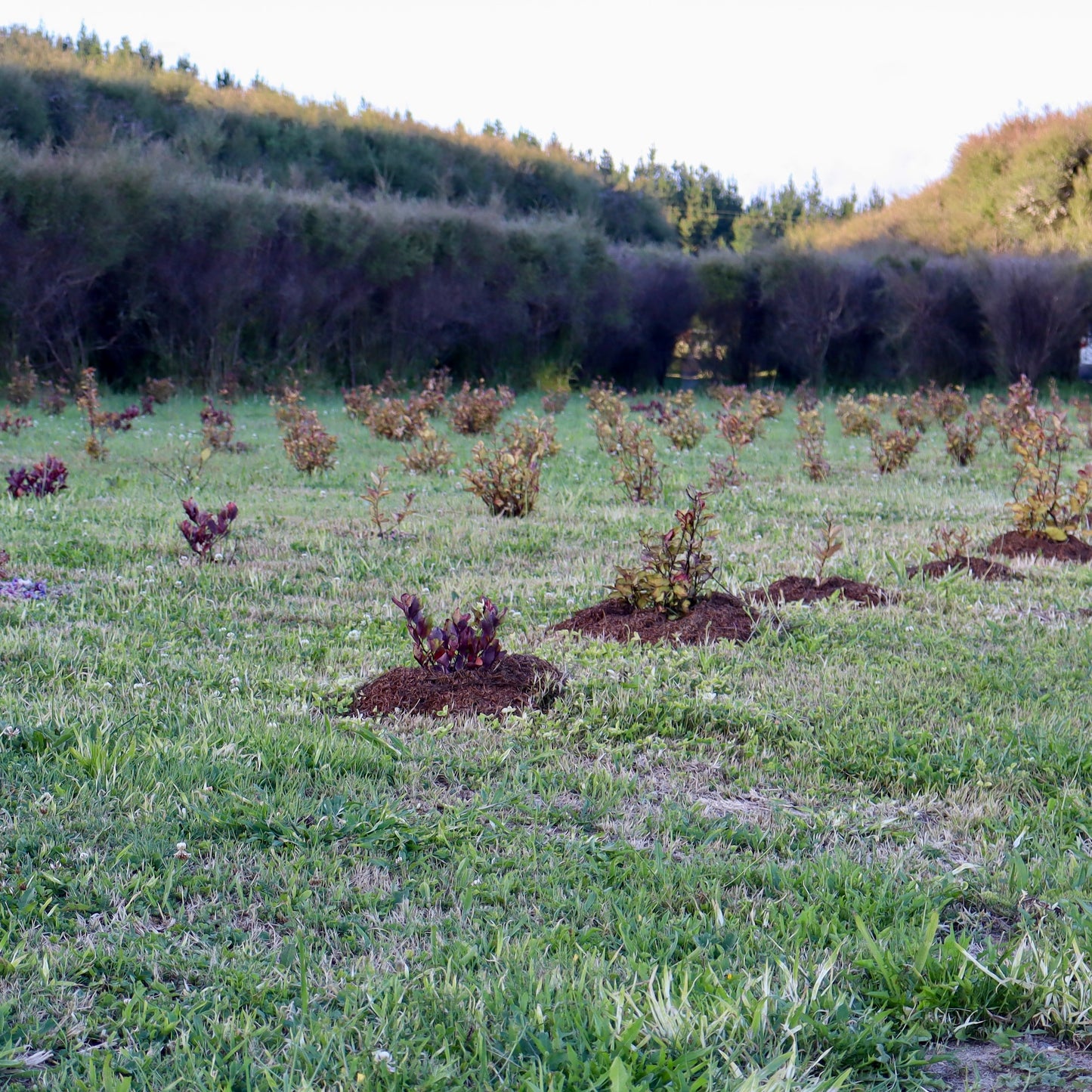 Row of young horopito trees planted in a field with a background of mature trees at the Native Tree Farm in Whakatane New Zealand.