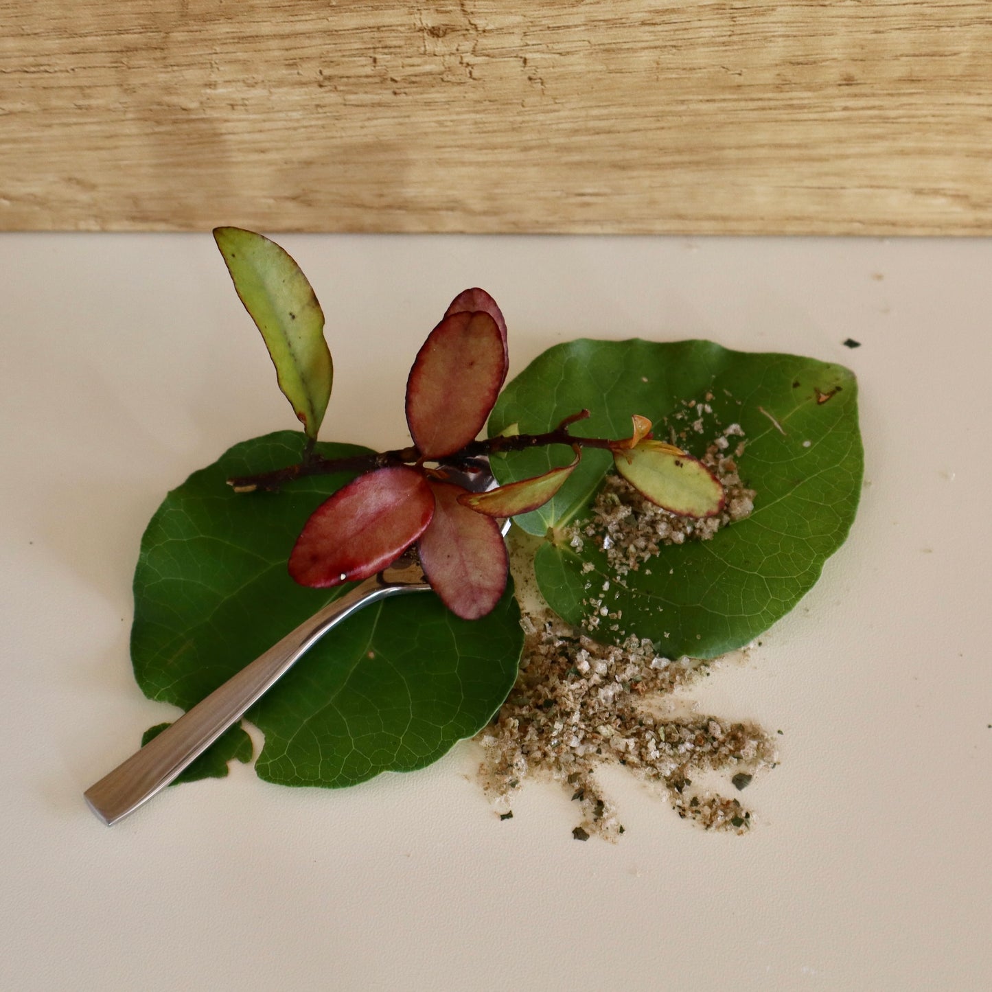 horopito on a spoon surrounded by kawakawa leaves and salt on a wooden surface