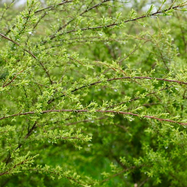 wet kanuka brush at Native Tree Farm