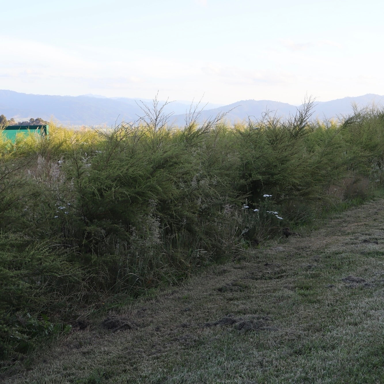 Tall green kānuka shrubs in a field with mountains in the background at Native Tree Farm in New Zealand