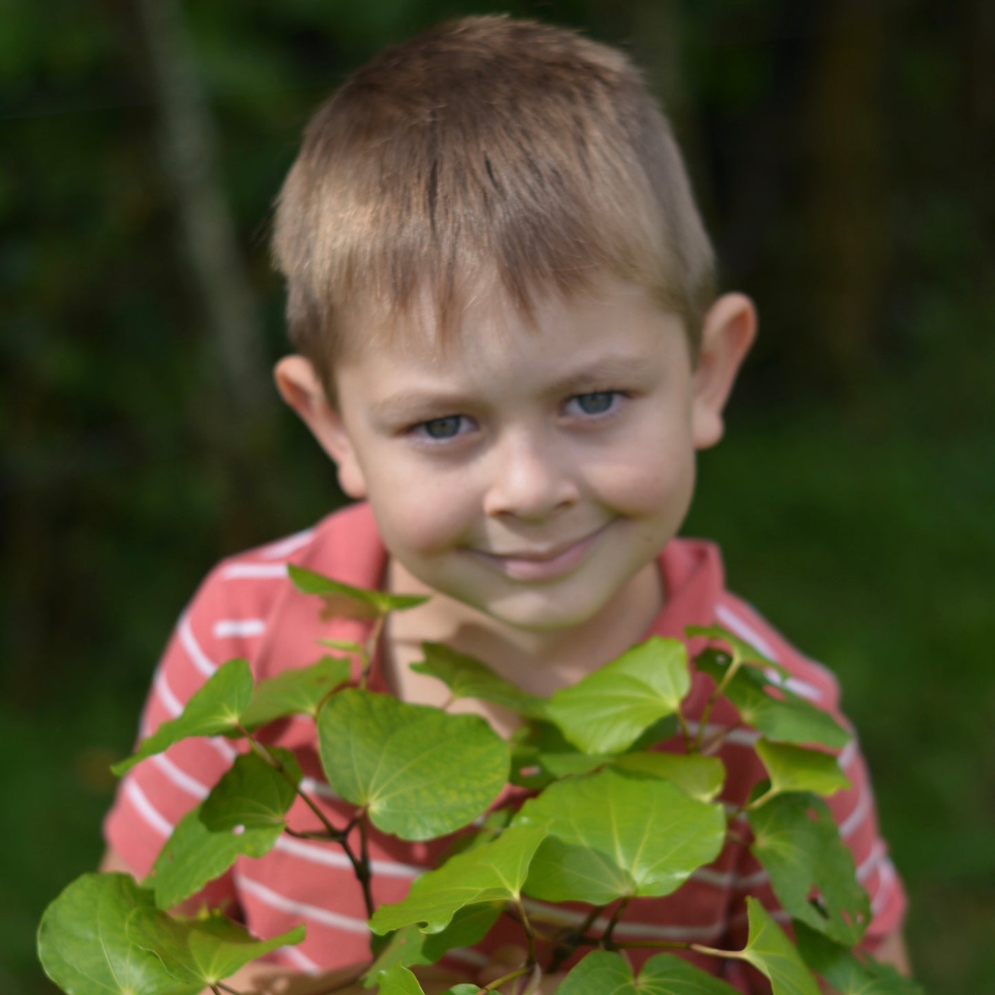 Young boy holding a green leafy kawakawa plant outdoors