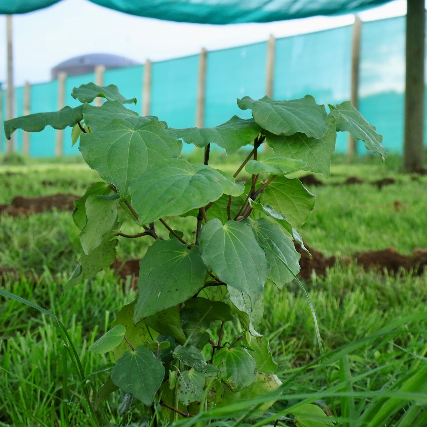 Kawakawa Pure Loose Leaf Tea