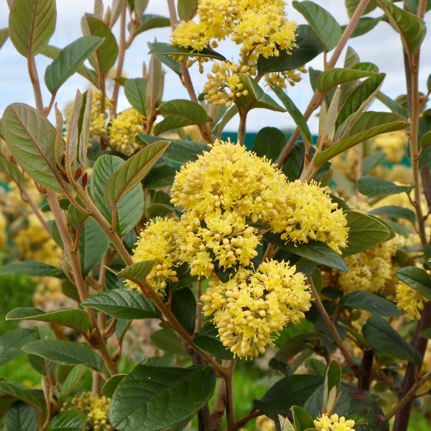 Close-up of a kūmarahou bush from Native Tree Farm in New Zealand, with yellow flowers and green leaves.