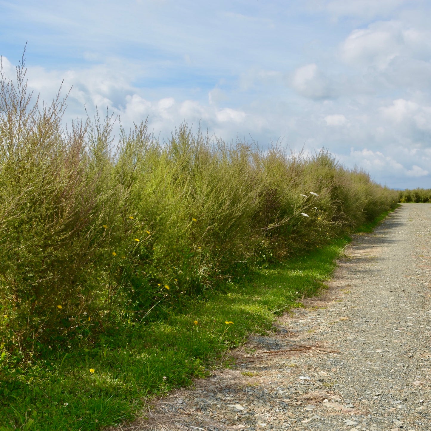 Gravel path lined with green mānuka bushes under a blue sky with clouds at Native Tree Farm in New Zealand