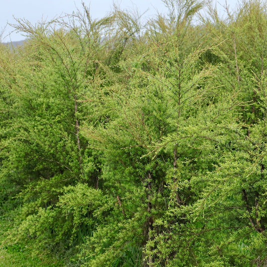 A line of bright green kānuka tree's growing at the Native Tree Farm in whakatane New Zealand