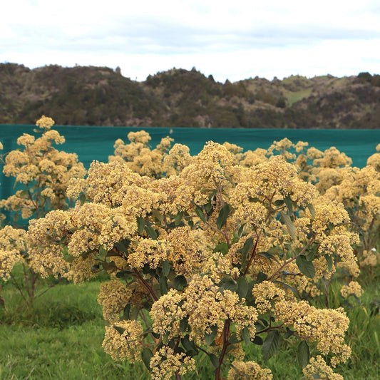 kūmarahou trees growing at Native Tree Farm in Whakatāne