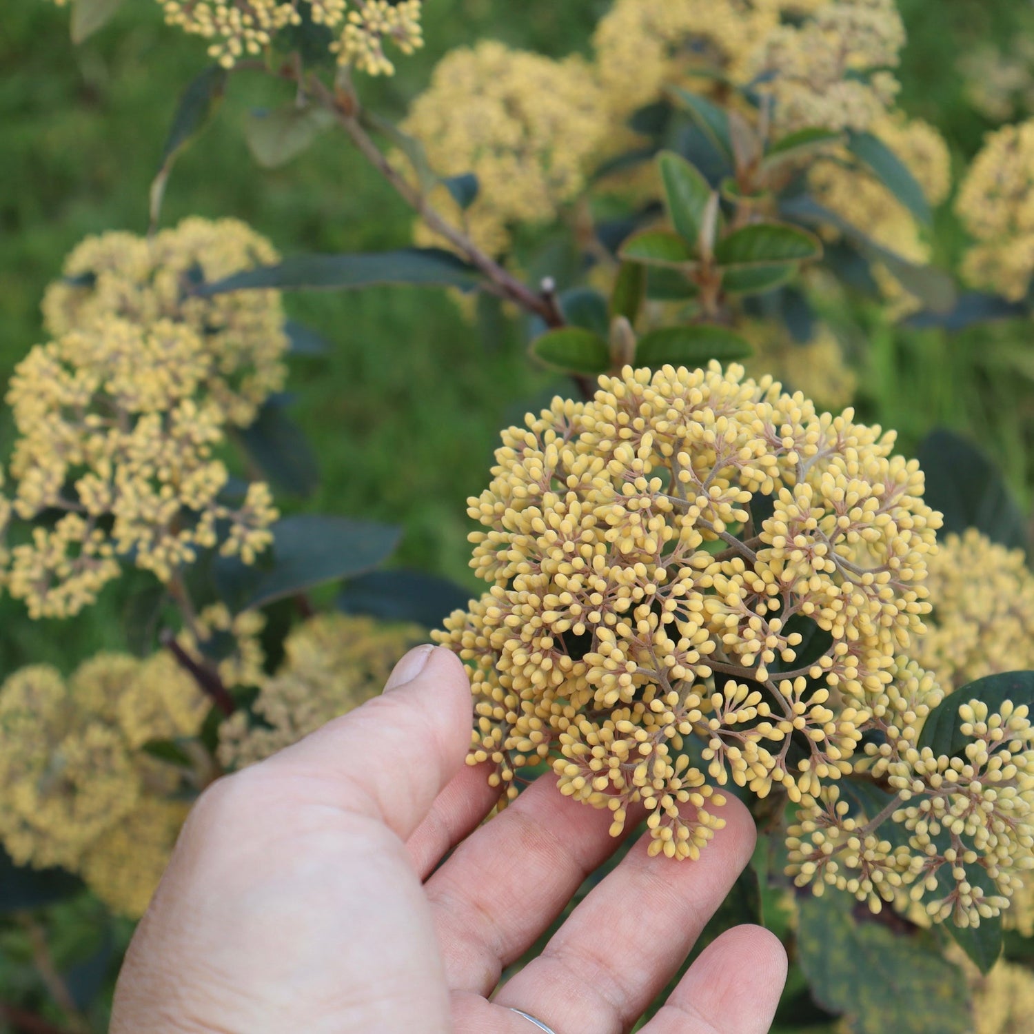 A kūmarahou flower in bloom at Native Tree Farm in Whakatāne NZ