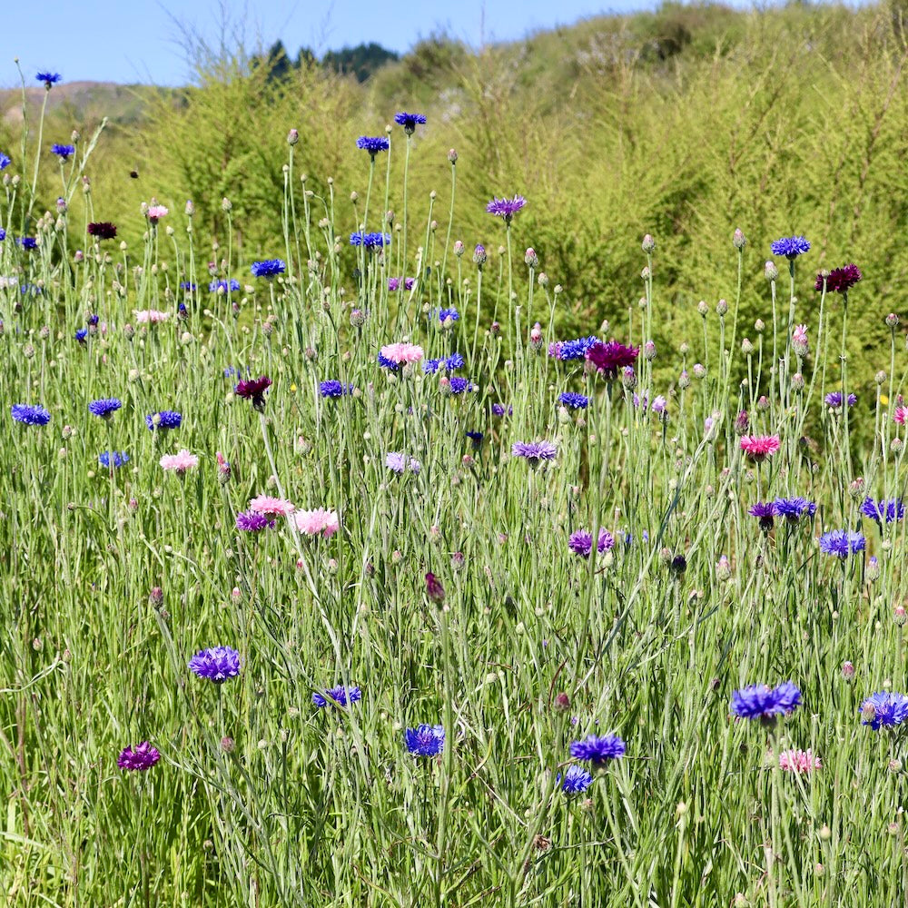 a row of cornflower petals growing at Native Tree Farm