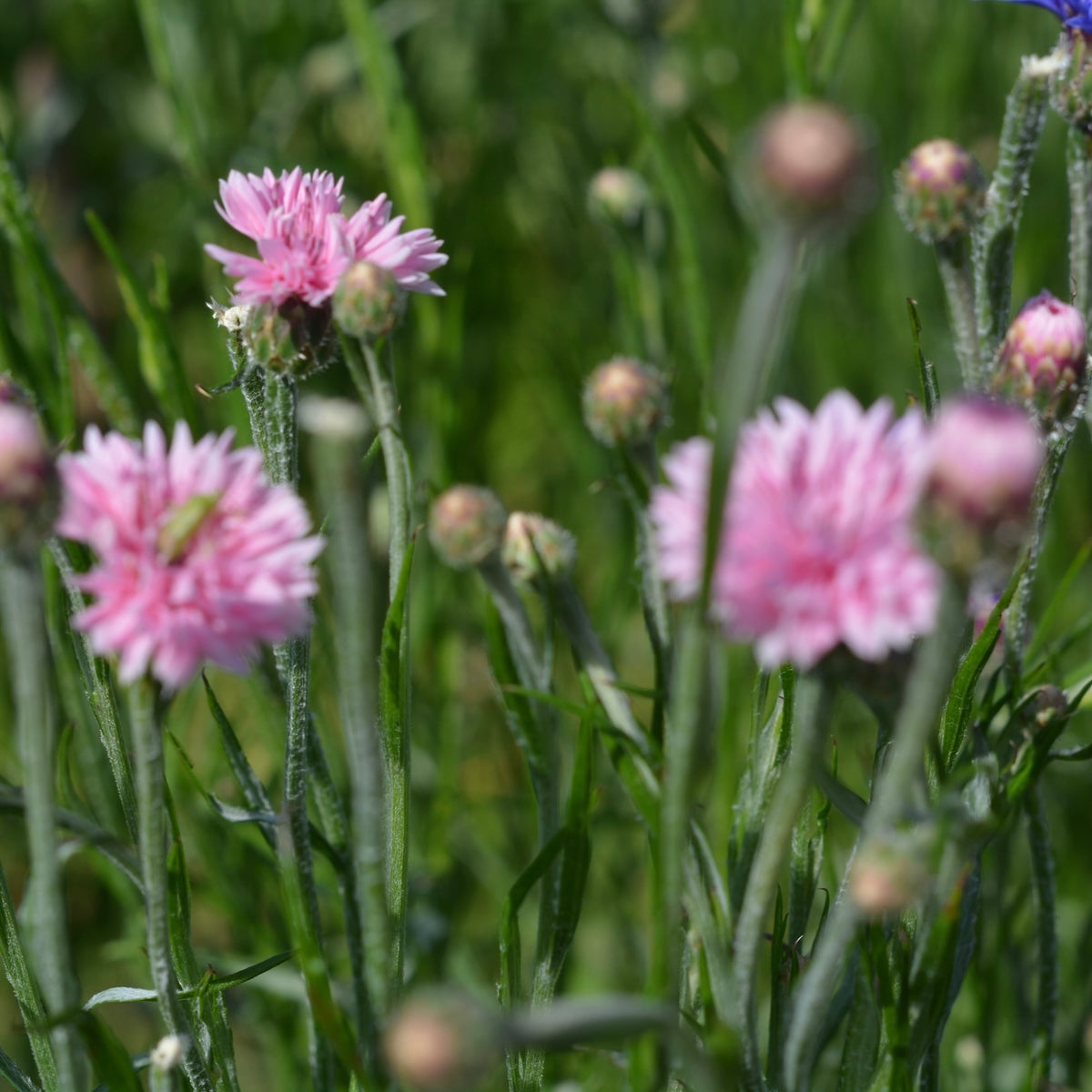 pink cornflowers growing at Native Tree Farm