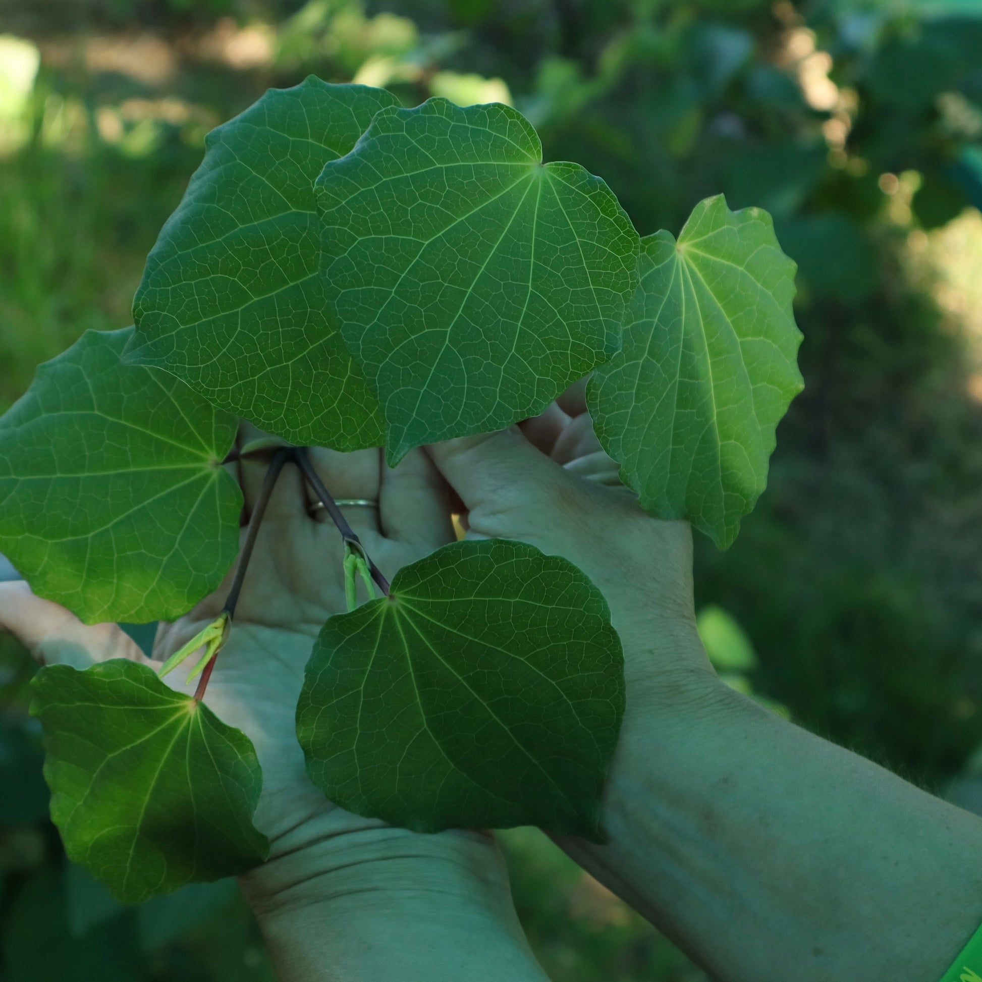 a hand showing a kawakawa leaf and what it looks like.