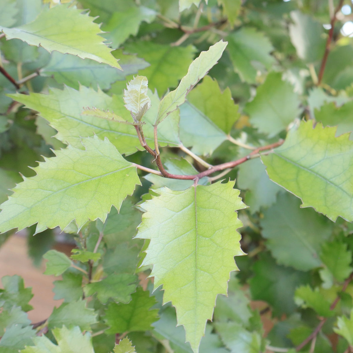 hoheria tree from Native Tree Farm Whakatāne