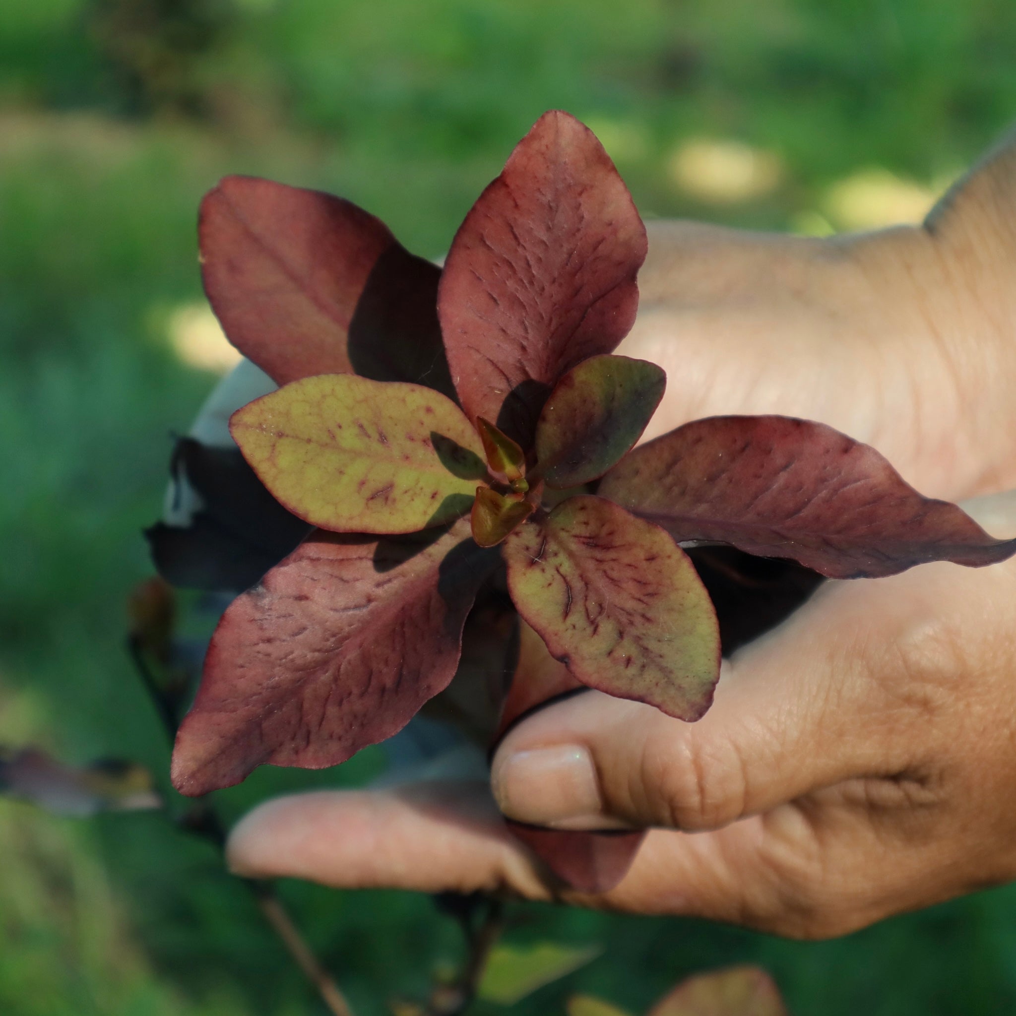 Hand holding a small horopito plant with red-brown leaves against a blurred green background