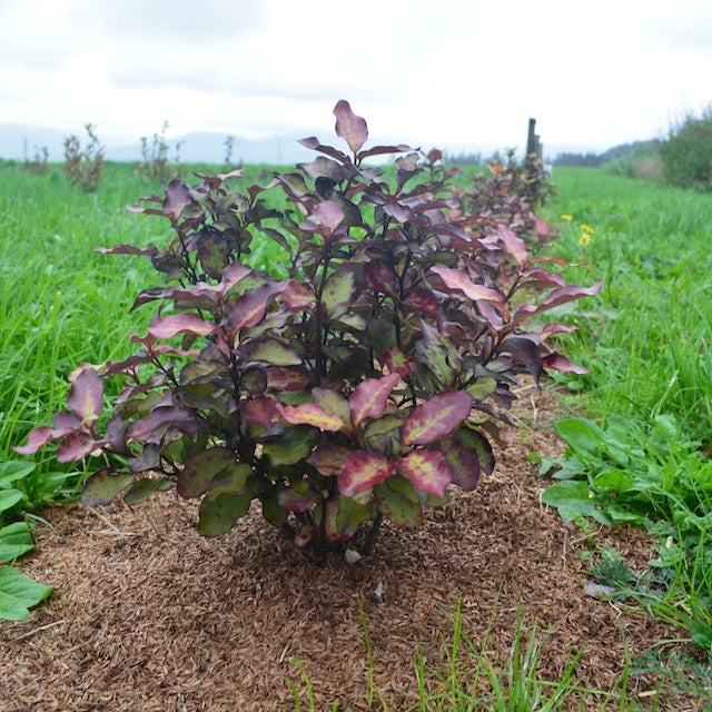 A horopito tree growing at Native Tree Farm