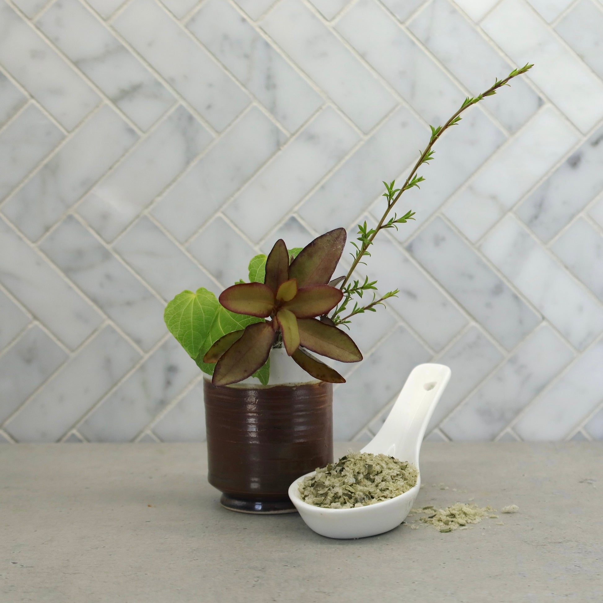 horopito plant on kitchen bench next to horopito and kawakawa finishing salt from Native Tree Farm