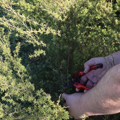 pruning kanuka brush for essential oil at Native Tree Farm