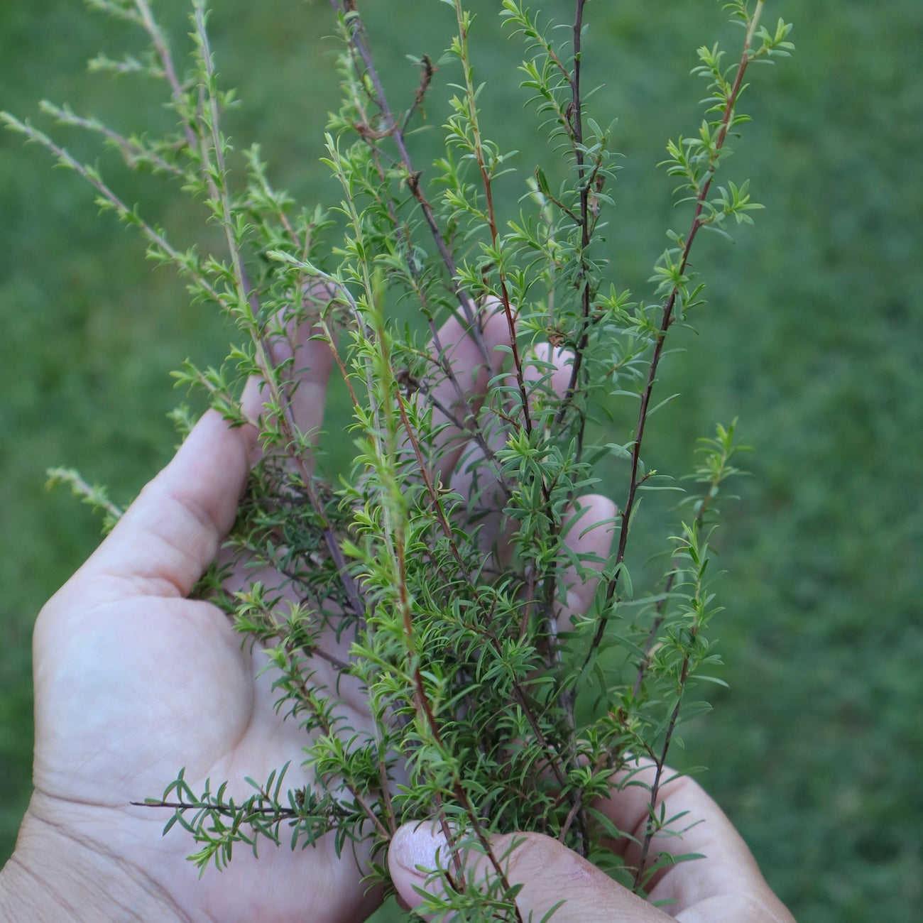 Organic Kānuka Essential Oil
