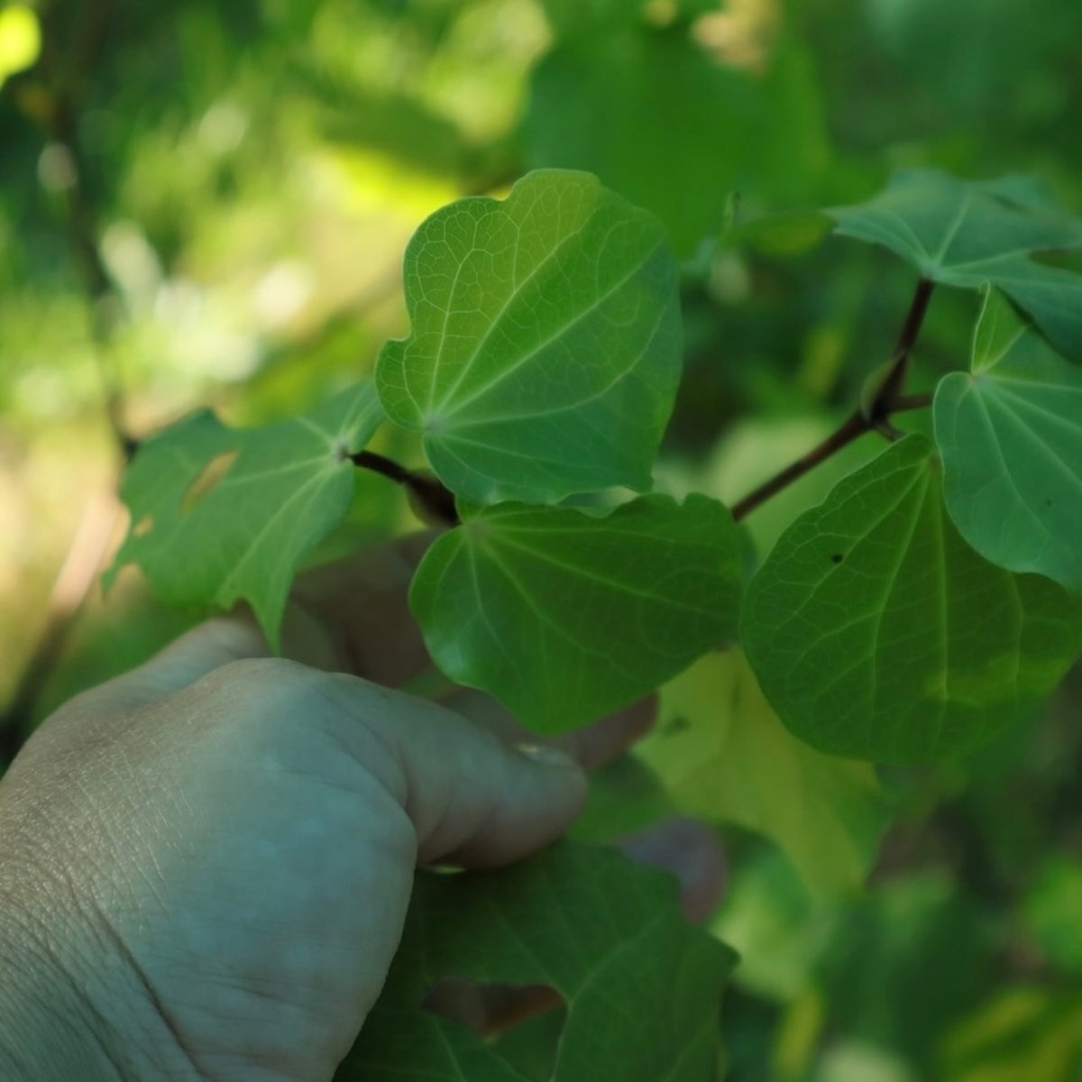 collecting kawakawa leaves at Native Tree Farm
