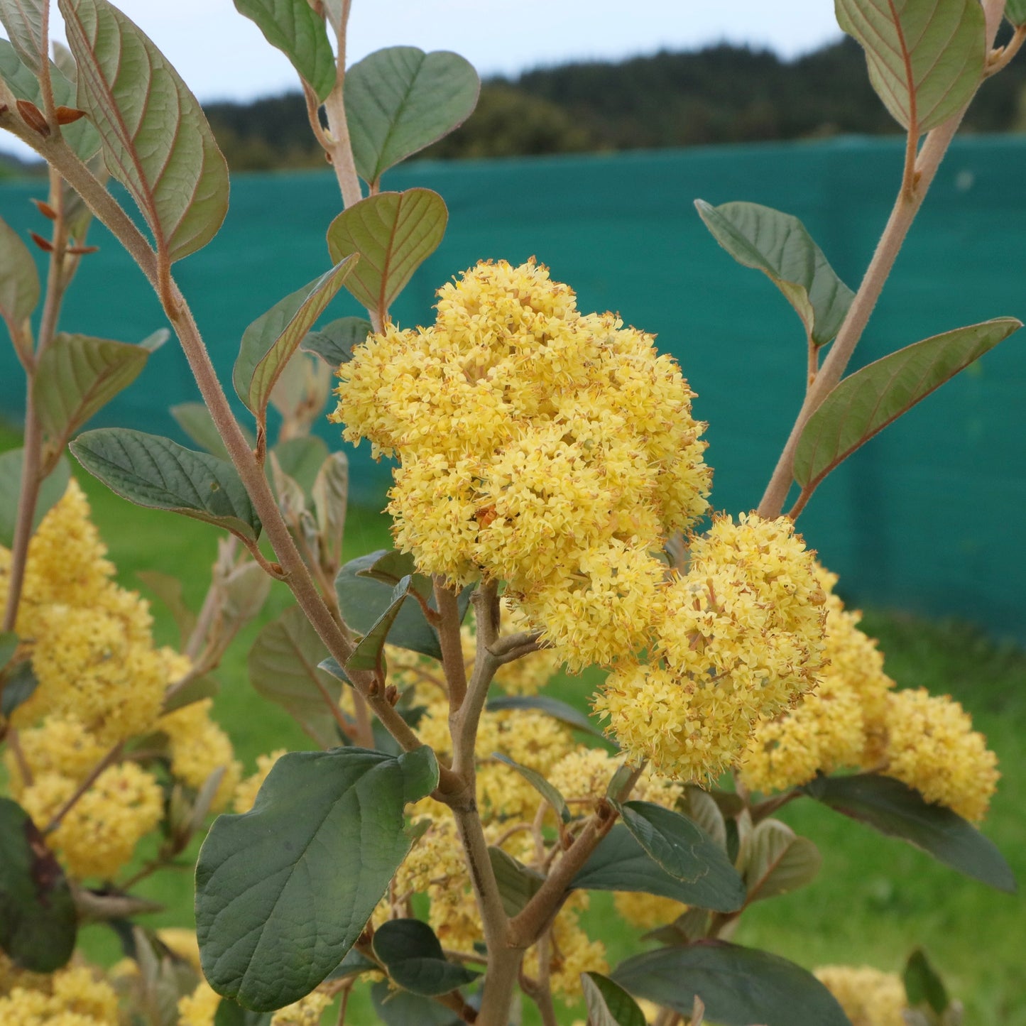 Yellow kumarahou flower clusters at native tree farm in new zealand 