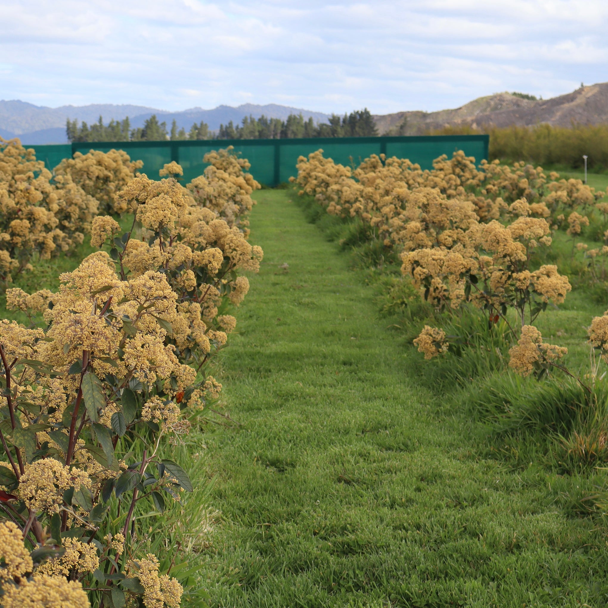 Row of flowering kumarahou plants from new zealand whakatane grown at Native Tree Farm 