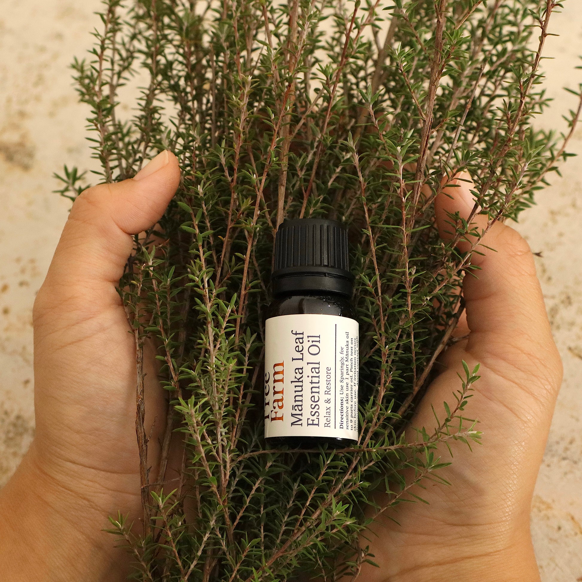 Hand holding a bundle of manuka leaf with  a bottle of  Manuka Leaf Essential Oil from Native Tree Farm.