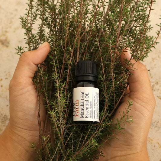 Hand holding a bundle of manuka leaf with  a bottle of  Manuka Leaf Essential Oil from Native Tree Farm.