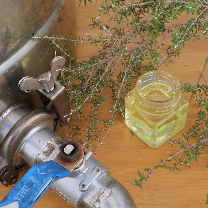 manuka essential oil distilled at Native Tree Farm