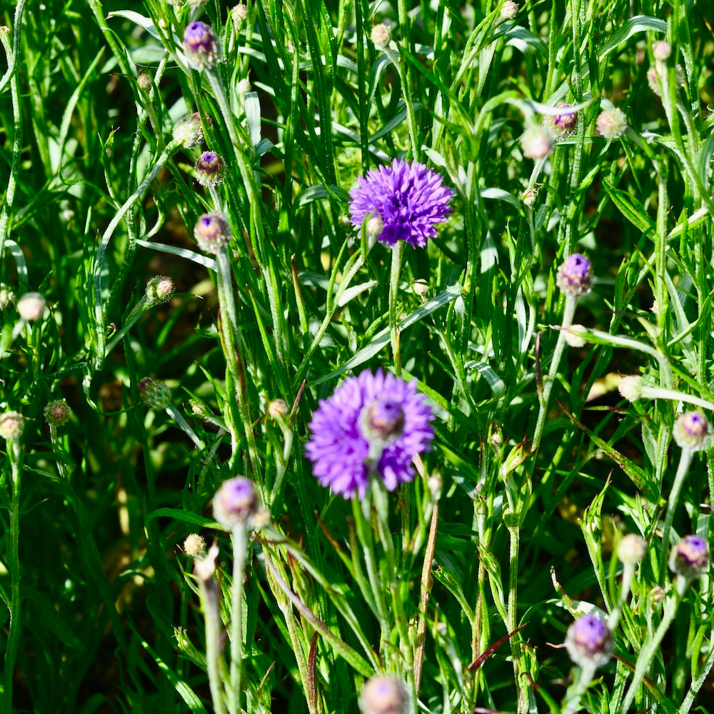 Purple cornflowers from Native Tree Farm