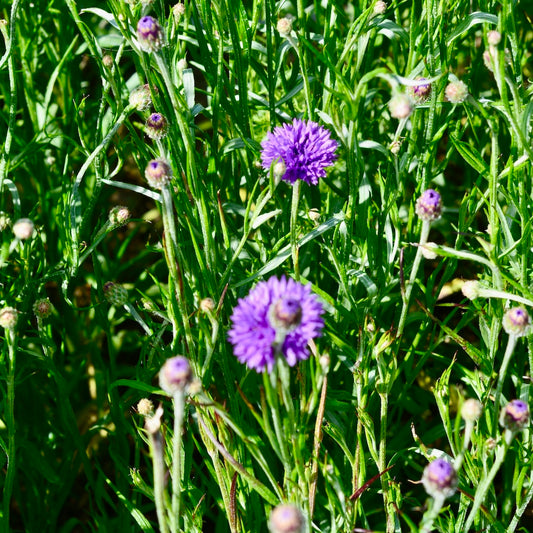 Purple cornflowers from Native Tree Farm
