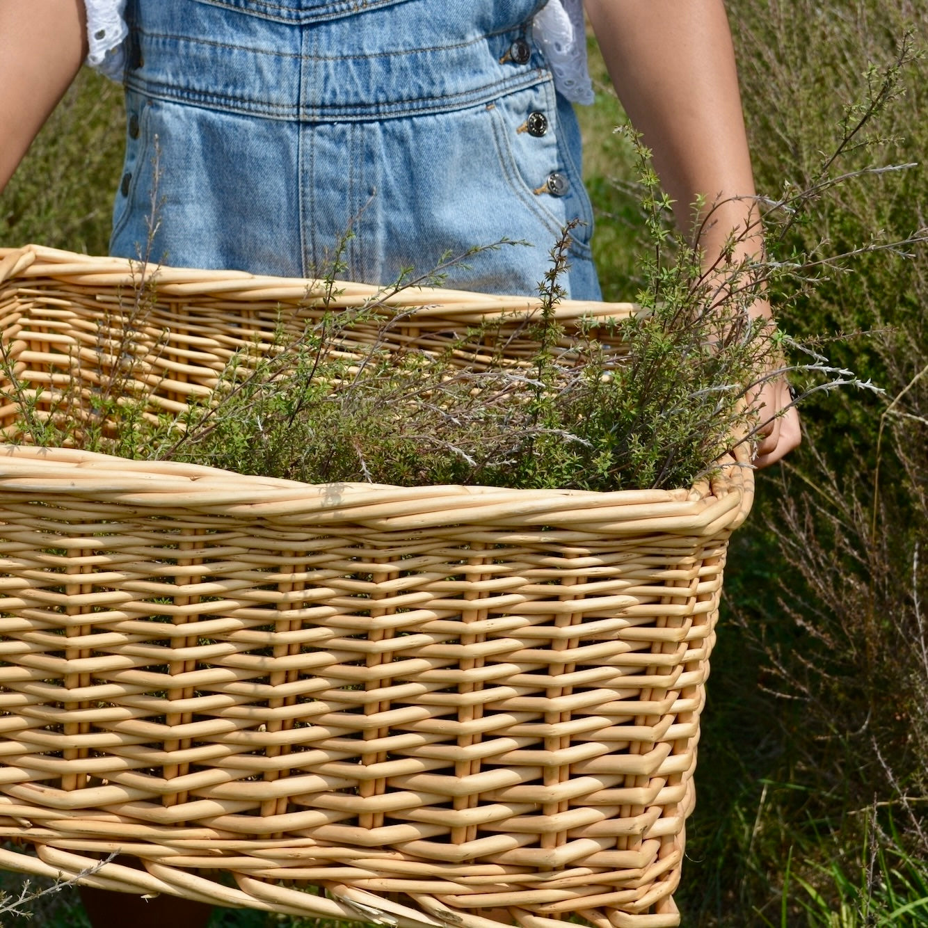Person holding a woven basket filled with mānuka leaves in a field from Native Tree Farm in New Zealand