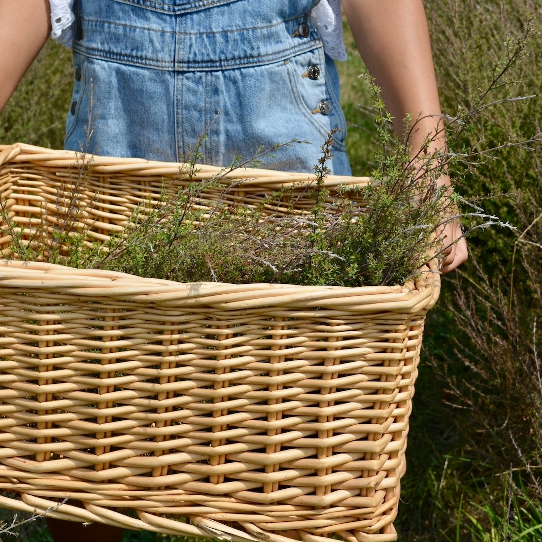 A woven basket full of manuka leaves grown in whakatane at Native Tee Farm 