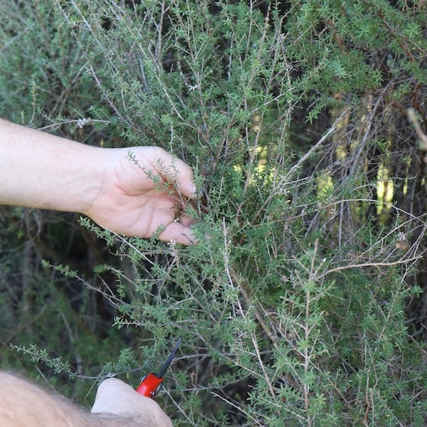 harvesting manuka brush for essential oil at Native Tree Farm NZ